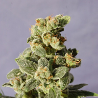 Kannabia Seeds Gnomo Automatic Feminized