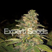 Critical Blue Auto – Feminized – Expert Seeds