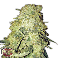 Heavyweight Seeds Goldmine Feminized