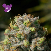 Iceberg - Feminized - Anesia Seeds