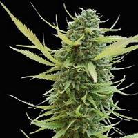 World of Seeds Landrace Columbia Gold Regular