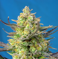 Sweet Seeds Sweet Cheese XL Auto® Feminized