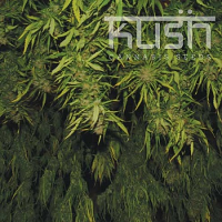 Kush Cannabis Seeds Afghani Kush Regular