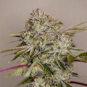 Sticky Dream - Feminized - Positronics