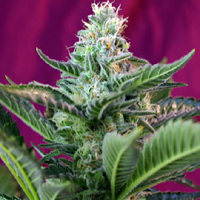 Sweet Seeds Moham Ram Auto Feminized