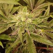 Tropicanna Punch BX1 - Regular - ONI Seed Co
