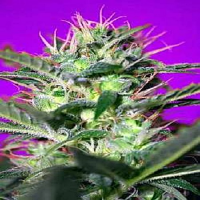 Sweet Seeds Botafumeiros Feminized