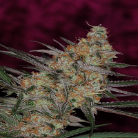 TGA Subcool Seeds Qleaner Regular