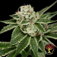 Crockett’s Dawg - Regular - Crockett Family Farms Seeds
