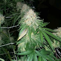 Gizzard Punch - Regular - The Captain's Connection Seed Co