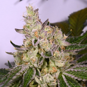 Space Walker - Feminized - Archive Seeds