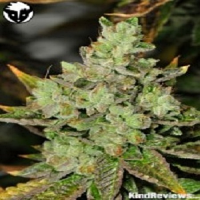 Rare Dankness Seeds Venom OG Regular