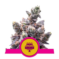 Wedding Gelato – Feminized – Royal Queen Seeds