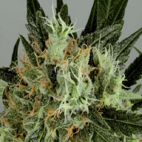 De Sjamaan Seeds Shaman’s High Feminised