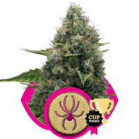 White Widow – Feminized – Royal Queen Seeds