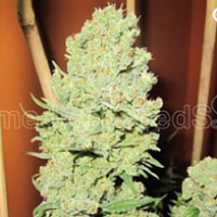 Medical Seeds Channel + Feminized