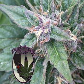 Grape OG - Regular - Purple Caper Seeds