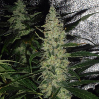 Spliff Seeds Super Skunk Feminised (Gold)