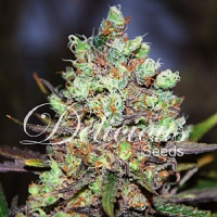 Delicious Seeds Cotton Candy Kush Feminized 