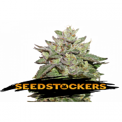 Wedding Cake - Feminized - Seed Stockers