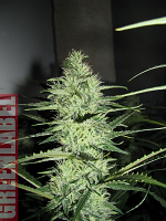 Green Label Seeds Ace Silver Haze Feminized