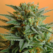 2025 Cannabis Seed Collection - Papaya - Feminized