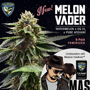 Melon Vader - Feminized - T.H.Seeds