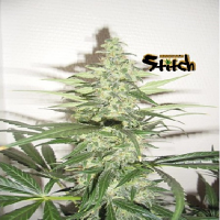 Flash Seeds Sour Diesel Haze Auto Feminized