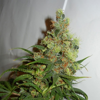 Kannabia Seeds Neil Haze Regular
