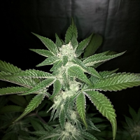 Haute Genetique Seeds V Kush Regular