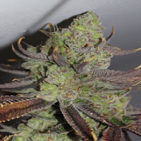 TGA Subcool Seeds Conspiracy Kush Regular