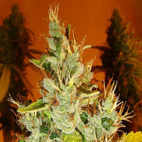 Lady Sativa Genetics Seeds Aphasia Haze Regular