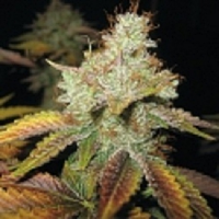 Spliff Seeds Master Kush Regular (Bronze)