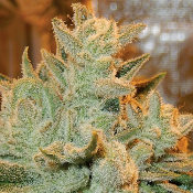 Auto Betty - Feminized - Anesia Seeds