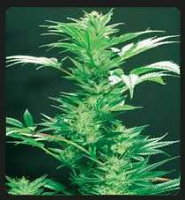 De Sjamaan - White Skunk Regular