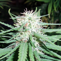 Spliff Seeds Haze #1 Regular (Bronze)