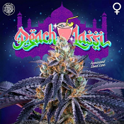 Peach Lassi - Feminized - Perfect Tree