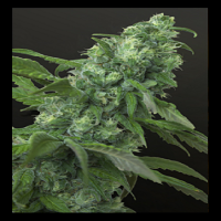 House of the Great Gardener Seeds Digweed Feminised