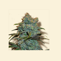 Bulk Seeds Trainwreck Feminized