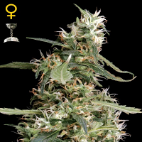 Green House Seeds Arjans Ultra Haze #1 Feminized