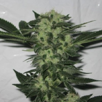 Cali Connection Seeds 818 Headband Aka Sour OG Regular