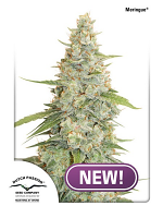 Dutch Passion Seeds Meringue Feminized