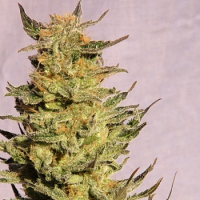 Kannabia Seeds Karamelo Feminized