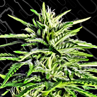 Critical Mass Collective Seeds Auto Massassin Feminized