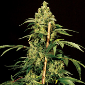 High-Jack - Feminized - Bulk Seeds Premium