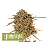 Superior Thunder Banana - Feminized - Seedstockers