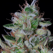 Dos-Gelato - Feminized - Big Head Seeds