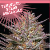Raspberry Parfait - Feminized - Humboldt Seed Company