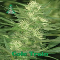 Reserva Privada Seeds Cole Train Feminised