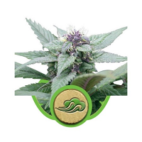 Royal Bluematic Auto – Feminized – Royal Queen Seeds